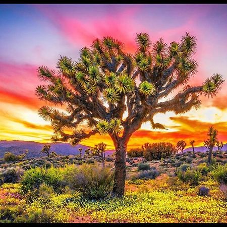 Desert Dusk Joshua Tree Eksteriør bilde