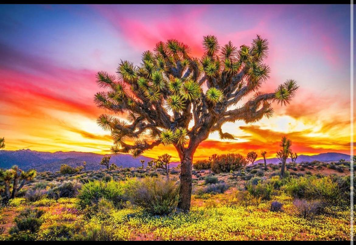 Desert Dusk Joshua Tree Eksteriør bilde
